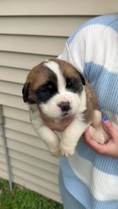 Alfred, a male Saint Bernard for sale in Savannah, MO – 1 of 1