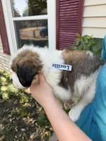 Lucillee, a female Saint Bernard for sale in Savannah, MO – 5 of 8