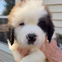 Sebasetian, a male Saint Bernard for sale in Savannah, MO – 1 of 2