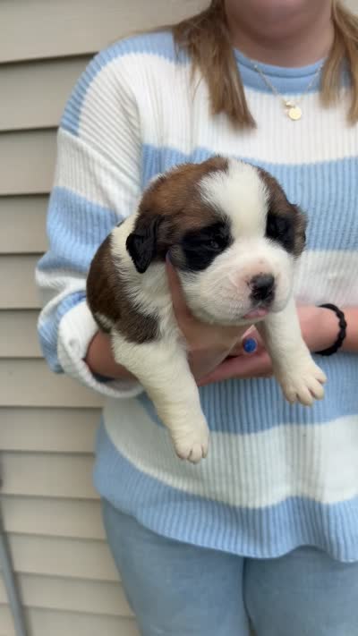 Matilda, a female Saint Bernard for sale in Savannah, MO – 1 of 1