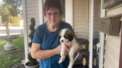 Lucillee, a female Saint Bernard for sale in Savannah, MO – 6 of 8