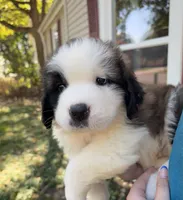 Bauldwin, a male Saint Bernard for sale in Savannah, MO – 7 of 9