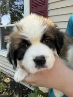 Lucillee, a female Saint Bernard for sale in Savannah, MO – 4 of 8