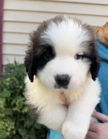 Bauldwin, a male Saint Bernard for sale in Savannah, MO – 4 of 9