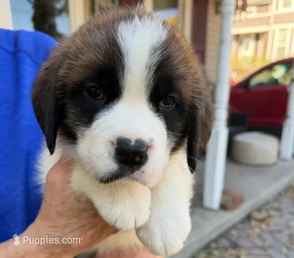 Lillian – Saint Bernard puppy for sale in Savannah, MO