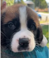 Sherlocck, a male Saint Bernard for sale in Savannah, MO – 5 of 9