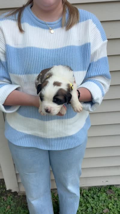 Eloise, a female Saint Bernard for sale in Savannah, MO – 1 of 1