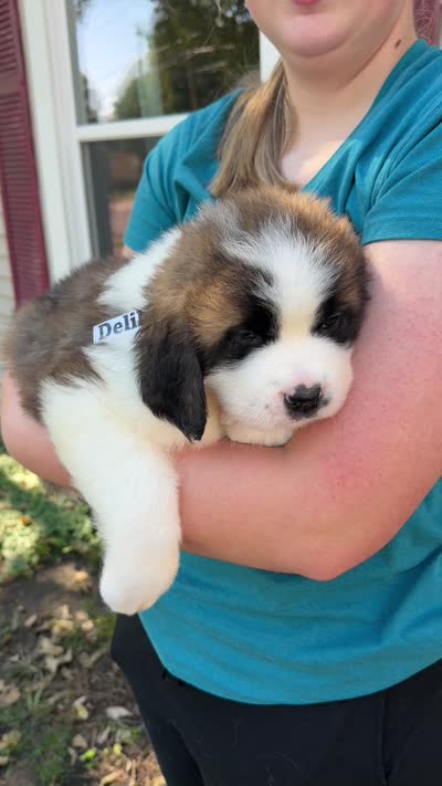 Deliilah, a female Saint Bernard for sale in Savannah, MO – 6 of 9