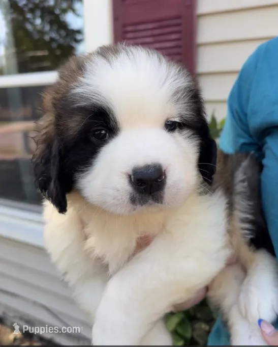 Baldwin – Saint Bernard puppy for sale in Savannah, MO