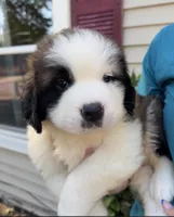 Bauldwin, a male Saint Bernard for sale in Savannah, MO – 1 of 9