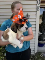 Peneloope, a female Saint Bernard for sale in Savannah, MO – 6 of 7