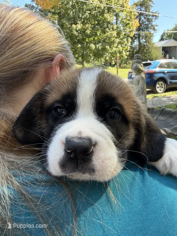 Sherlock – Saint Bernard puppy for sale in Savannah, MO