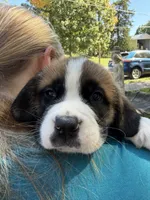 Sherlocck, a male Saint Bernard for sale in Savannah, MO – 1 of 9