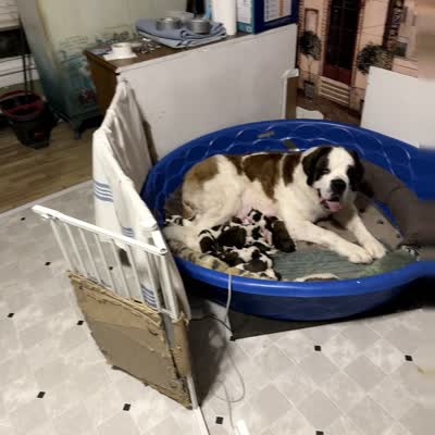 Penelope, a female Saint Bernard for sale in Savannah, MO – 2 of 2