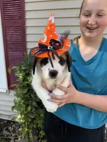 Peneloope, a female Saint Bernard for sale in Savannah, MO – 3 of 7