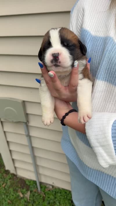 Sherlock, a male Saint Bernard for sale in Savannah, MO – 1 of 1