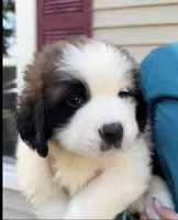 Bauldwin, a male Saint Bernard for sale in Savannah, MO – 2 of 9