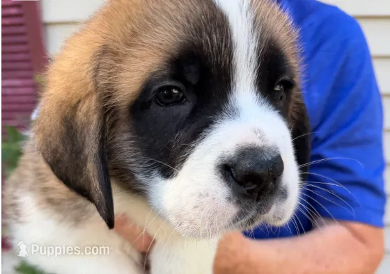 Alfred – Saint Bernard puppy for sale in Savannah, MO
