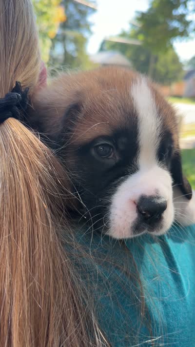 Sherlocck, a male Saint Bernard for sale in Savannah, MO – 9 of 9