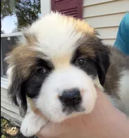Lucillee, a female Saint Bernard for sale in Savannah, MO – 2 of 8