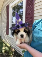 Lucillee, a female Saint Bernard for sale in Savannah, MO – 3 of 8