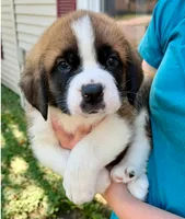 Sherlocck, a male Saint Bernard for sale in Savannah, MO – 8 of 9