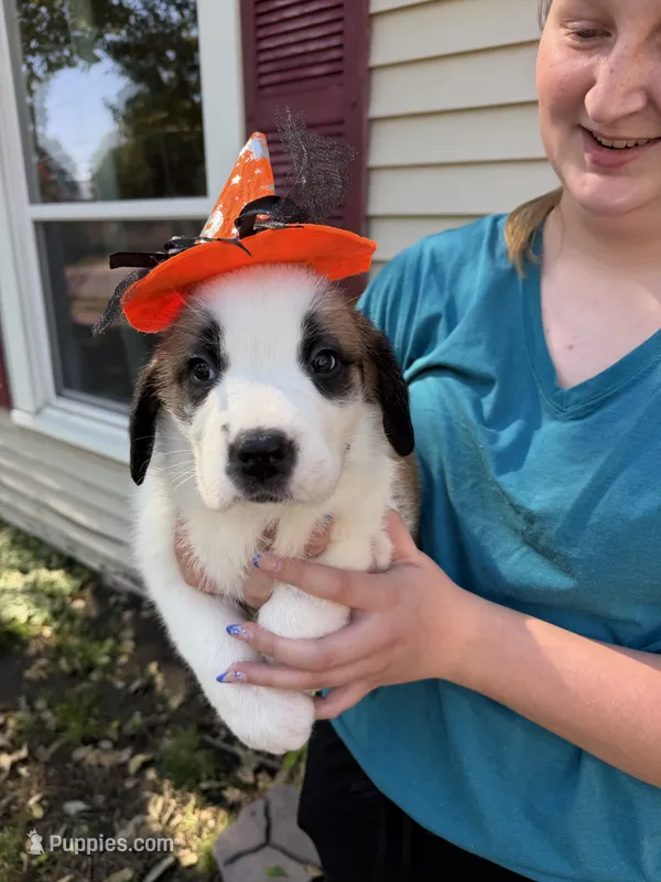 Penelope – Saint Bernard puppy for sale in Savannah, MO