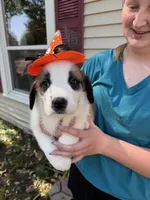 Peneloope, a female Saint Bernard for sale in Savannah, MO – 4 of 7