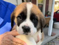 Alfread, a male Saint Bernard for sale in Savannah, MO – 2 of 7