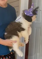 Deliilah, a female Saint Bernard for sale in Savannah, MO – 4 of 9