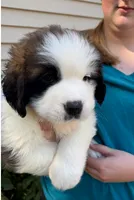 Bauldwin, a male Saint Bernard for sale in Savannah, MO – 8 of 9