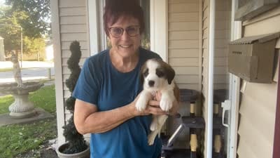 Penelopee, a female Saint Bernard for sale in Savannah, MO – 1 of 1