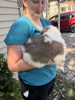 Lucillee, a female Saint Bernard for sale in Savannah, MO – 7 of 8