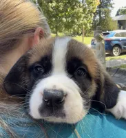 Sherlocck, a male Saint Bernard for sale in Savannah, MO – 7 of 9
