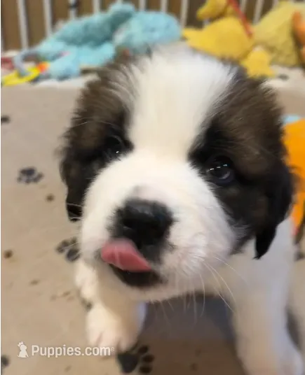 Bentley – Saint Bernard puppy for sale in Savannah, MO