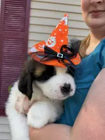 Deliilah, a female Saint Bernard for sale in Savannah, MO – 5 of 9