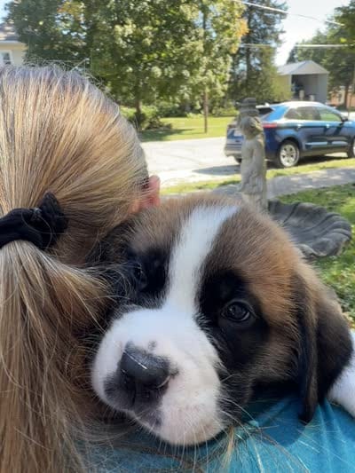 Sherlocck, a male Saint Bernard for sale in Savannah, MO – 4 of 9