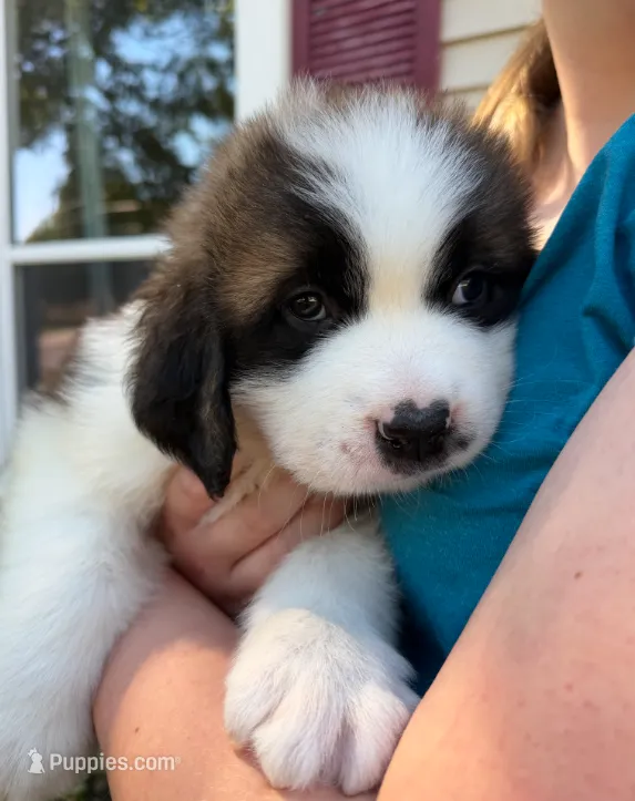 Delilah – Saint Bernard puppy for sale in Savannah, MO