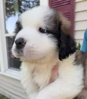 Bauldwin, a male Saint Bernard for sale in Savannah, MO – 6 of 9