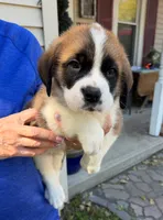Alfread, a male Saint Bernard for sale in Savannah, MO – 3 of 7