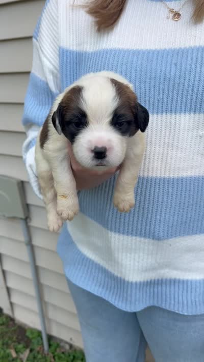 Lucille, a female Saint Bernard for sale in Savannah, MO – 1 of 1