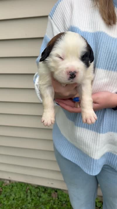 Sebastian, a male Saint Bernard for sale in Savannah, MO – 1 of 1
