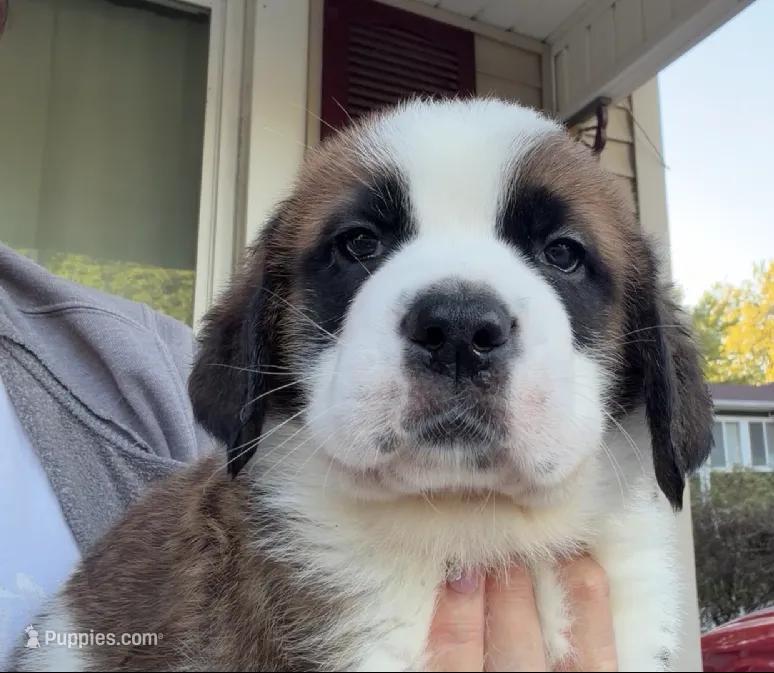 Matilda – Saint Bernard puppy for sale in Savannah, MO