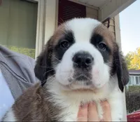 Matilida, a female Saint Bernard for sale in Savannah, MO – 1 of 3