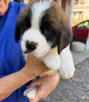Lilllian, a female Saint Bernard for sale in Savannah, MO – 3 of 4