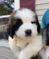 Bauldwin, a male Saint Bernard for sale in Savannah, MO – 3 of 9