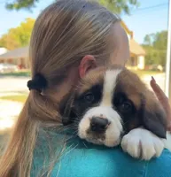 Sherlocck, a male Saint Bernard for sale in Savannah, MO – 3 of 9