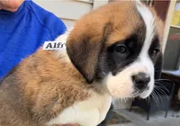 Alfread, a male Saint Bernard for sale in Savannah, MO – 5 of 7