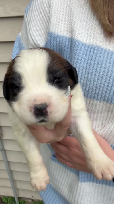 Bentley, a male Saint Bernard for sale in Savannah, MO – 1 of 1