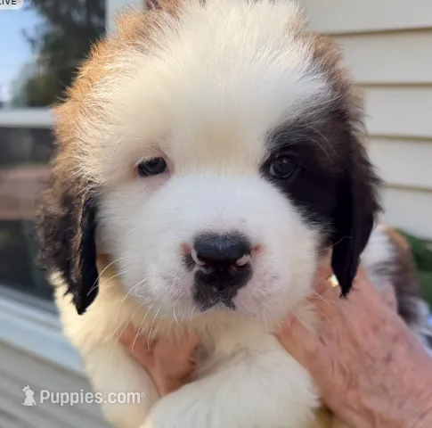 Sebastian – Saint Bernard puppy for sale in Savannah, MO